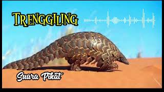 Download Lagu Suara Pikat Trenggiling paling mantap MP3