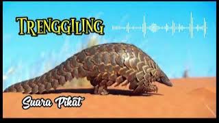 Suara Pikat Trenggiling paling mantap