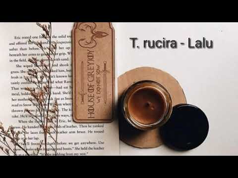 T. RUCIRA -