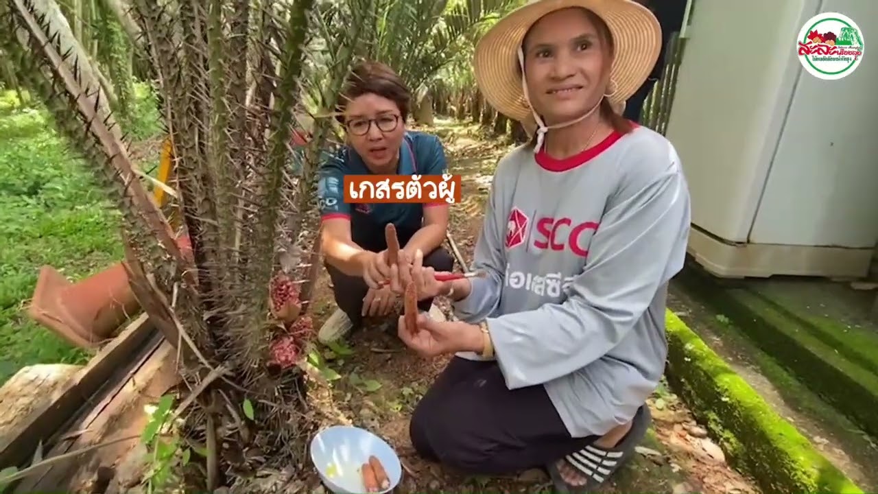 สวนสละอินโด ชิ ชญานนท์  อ.เมืองพัทลุง จ.พัทลุง