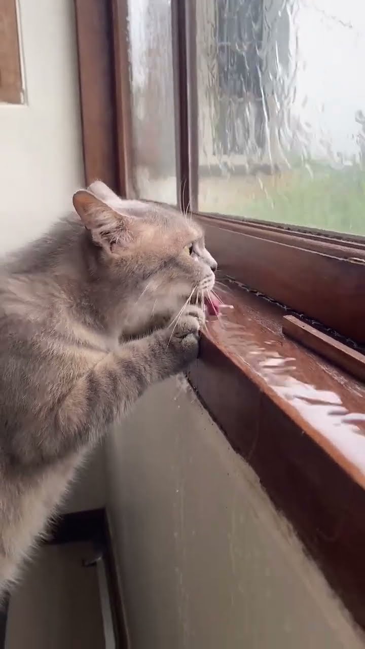 Top des vidéos très mignon