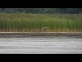 First for Belarus Pallas`s fish eagle in flight: 27-08-2021 by DzVincheuski