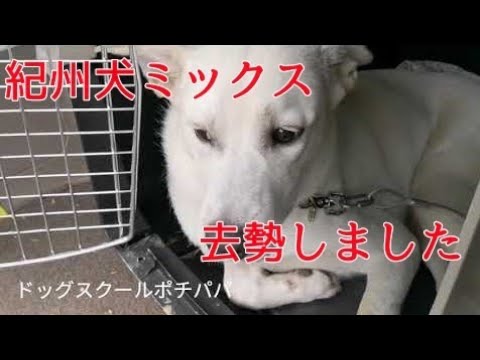 紀州犬ミックス ジャックくん去勢しました