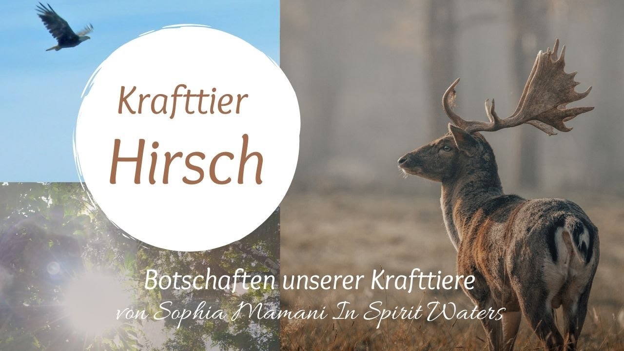 Krafttier Hirsch 🌎 Botschaften unserer Krafttiere von Sophia Mamani In Spirit Waters