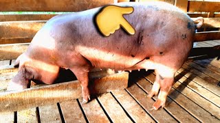 Porca Capada Engorda? Sim Ou Nãomorando Na Roça