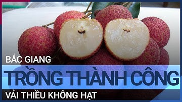 Bắc Giang trồng thử nghiệm thành công vải thiều không hạt | VTC Tin mới