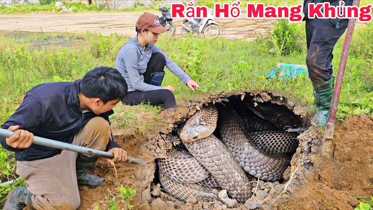 Экстренный вызов от фермера, которая обнаружила трёх кобр, заползающих в её дом, чтобы свить гнездо