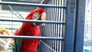 Parrot Shelter In Queens - Brooklyn College News