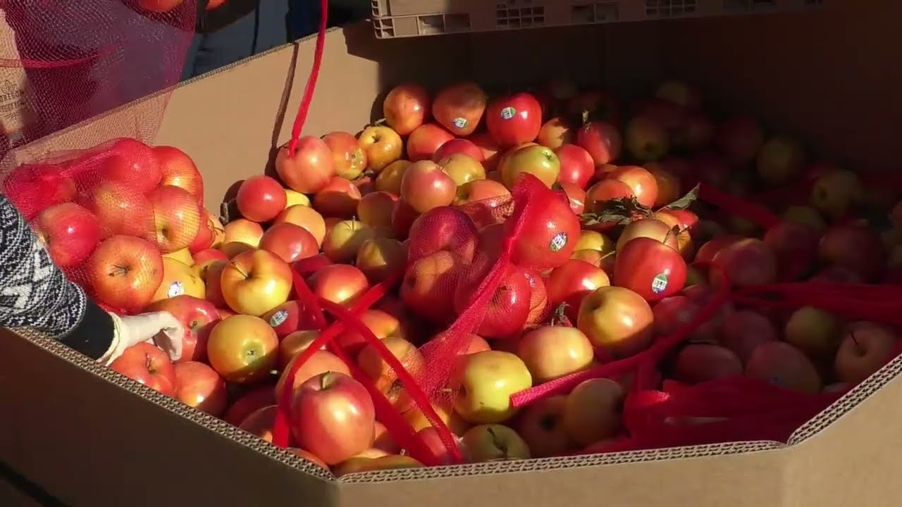 Feeding San Diego Holiday Food Distribution