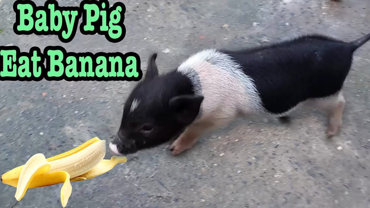 Cute Baby Pig Eating Banana Funny Animal 2017 YouTube