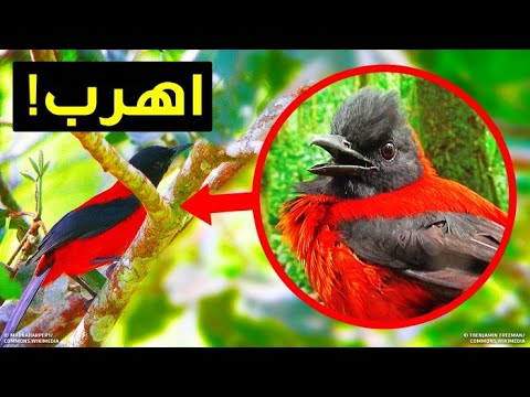 إن رأيت هذا الطائر فتسلق شجرة لتنجو بحياتك