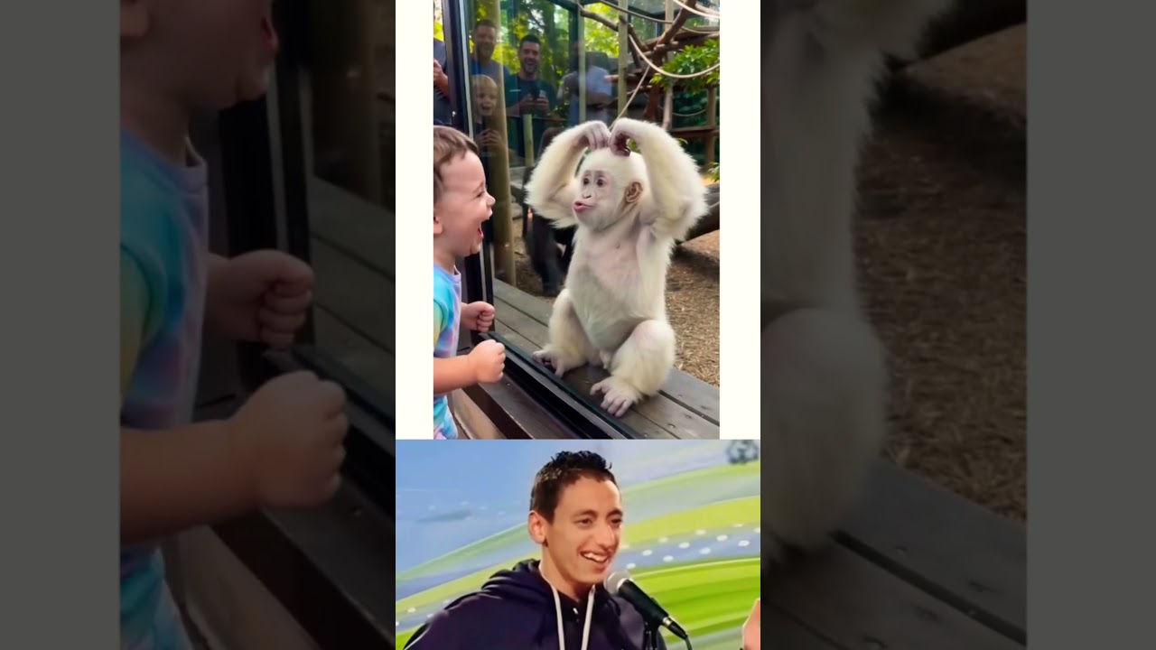 🦍 Baby Gorilla's Funniest Moment Ever #funny #shorts #viral #shortsfeed #gorilla #zoo #animals #lol