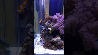 Soft Coral Reef tank screenshot 5