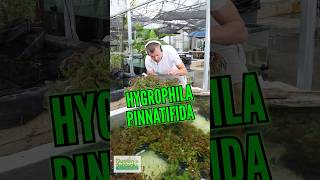 🚨 LIMITED SUPPLY 🚨 Hygrophila Pinnatifida!!!