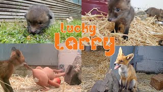 Lucky Larry - A Fox Cub Rescue