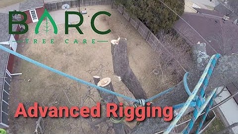 Arborist Climbing Large Locust Tree Removal Phase Three Span Rigging Hutchinson Kansas