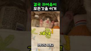 이상하다 누나가 고양이는 별로라고 했는데?