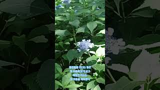 ㄴ불편함 속에서 명상은 첫 마음으로 #명상 #자기수행 #30초명상 #개웅산산책