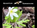 Crystal Light Energy    @5DGardening