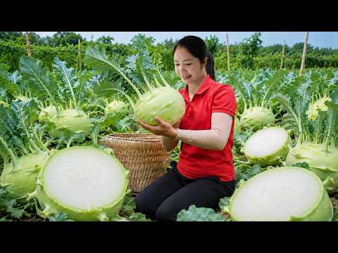 Harvesting Tons of Kohlrabi from the Garden To Sell | Peaceful Life & Daily Homesteading