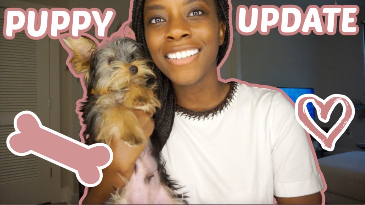Life With A New Yorkie Puppy + 2 Month Puppy Update - YouTube