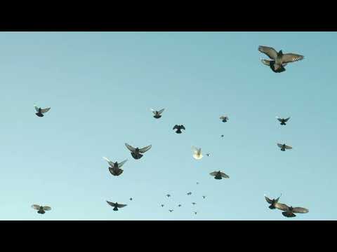 Видео: НИКОЛАЕВСКИЕ ГОЛУБИ./pigeons/ БАБОЧКА 2024 (3часть) +7(978) 820 81 45