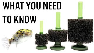 Pros & Cons of Sponge Filters  Do You Really Need One for Your Aquarium?