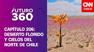 Desierto florido e importancia de los cielos del norte de Chile | Futuro 360 | Capítulo 206