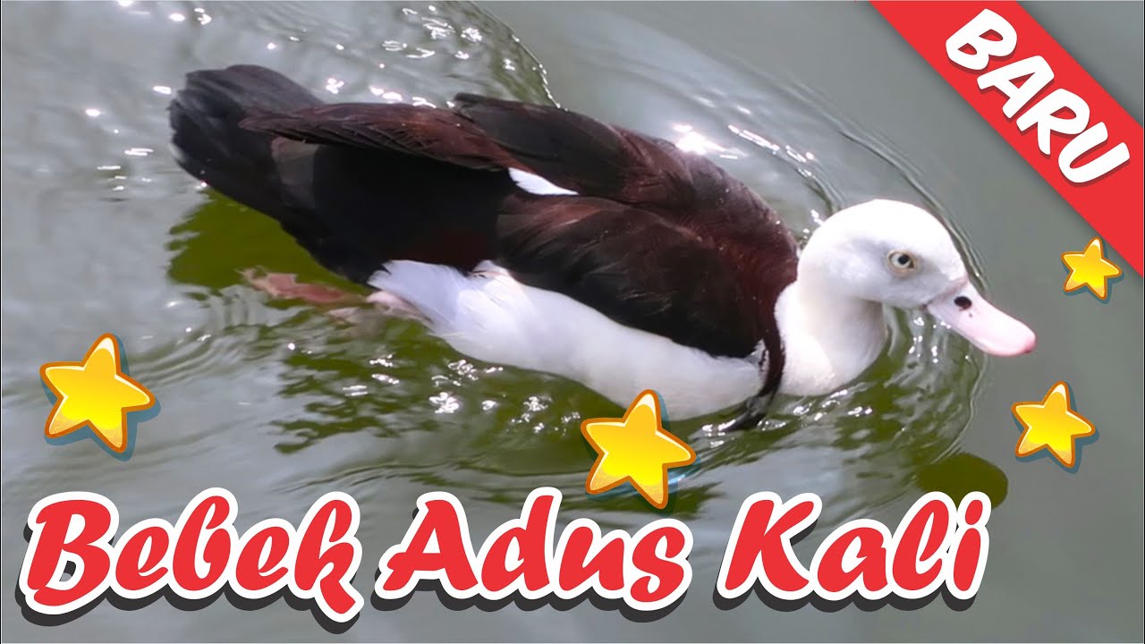 Bebek Berenang Bebek Berenang , Lagu Bebek Adus Kali Cover - YouTube