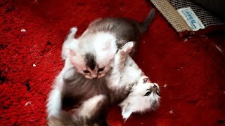 funny ragdoll kittens 41 days old