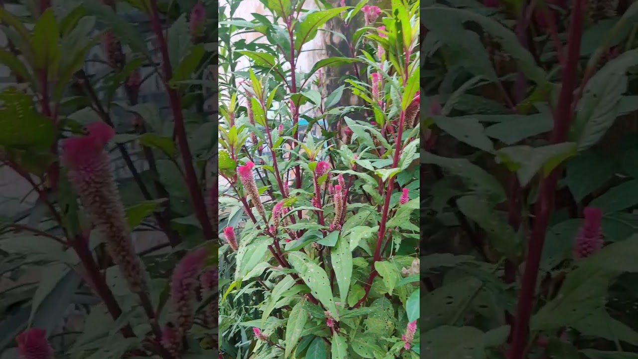 Flower @ Hen # flower