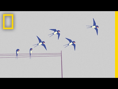 Video: Kiek vertas paukštis?