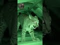 WAREHOUSE HORROR: Two Lynx Smash Through Roof and Into My Attic! 😱🐾🏠