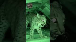 WAREHOUSE HORROR: Two Lynx Smash Through Roof and Into My Attic! 😱🐾🏠