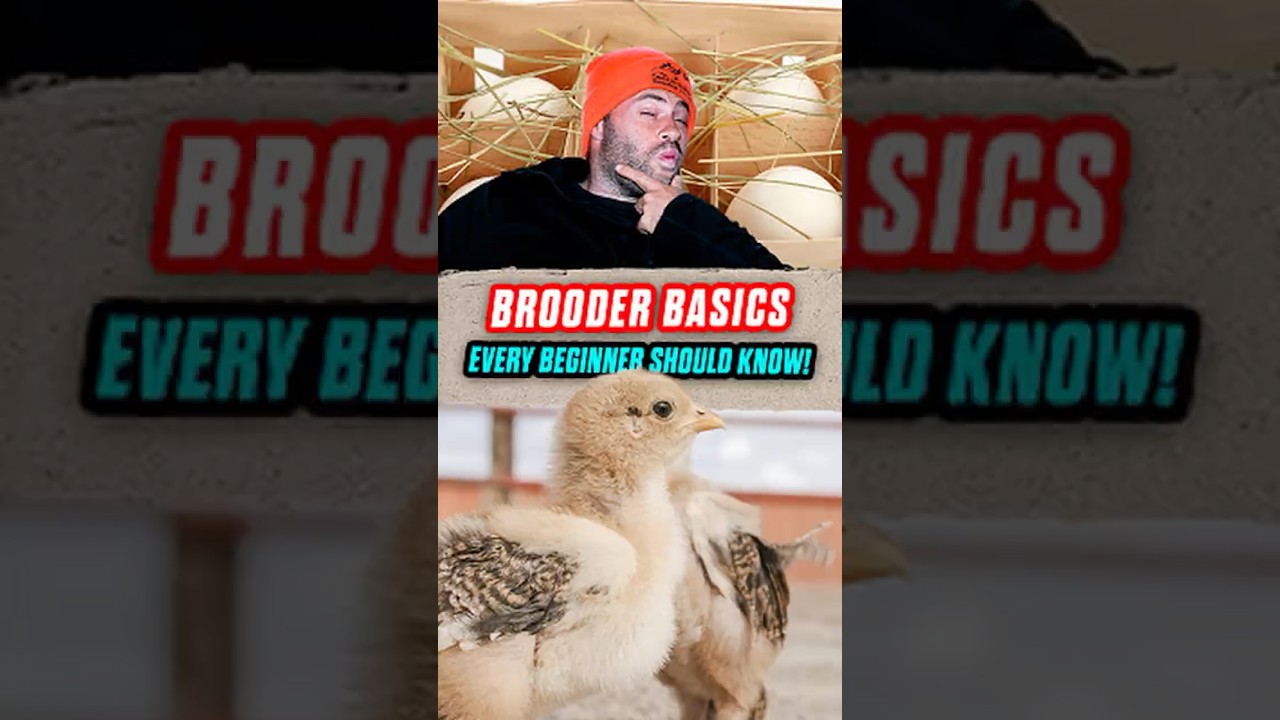 Выращивание цыплят: шаг за шагом для начинающих