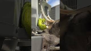 TXV  Troubleshooting + Replacement on 2 Ton AC System  #hvac