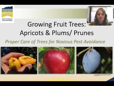 Video: Léčba meruňkové rýmy – zjistěte více o meruňkové škůdci