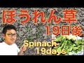 【家庭菜園】ほうれん草の育て方！沖縄だと20日で収穫できた！