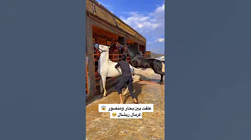 حتى الاحصنة تقاتلت عشان فرس حلوة Shorts 