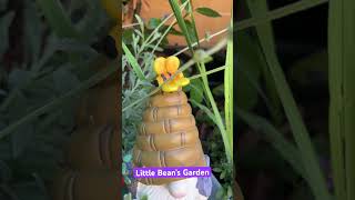 Beautiful gift received { 2024 Vid 69 } #gardengnome #garden #gardengift #zone10a #gnomesinthegarden
