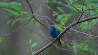 Indigo bunting in full Song!