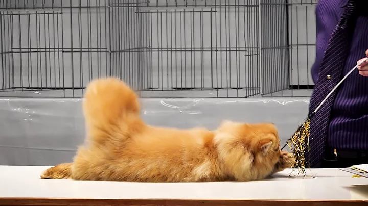 Video 4489681: kittens persian cat tabby, persians cfa kitten, persian kitten show, cfa international cat show