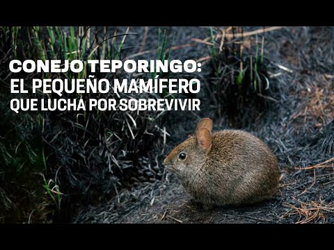 Conejo Teporingo en peligro de extinción por causas humanas - UNAM Global