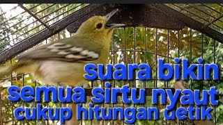 Suara bikin semua sirtu nyaut cukup hitungan detik suara pancingan sirtu ampuh cukup hitungan detik
