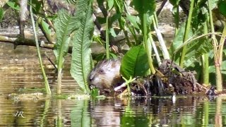 Bisamratte Ondatra Zibethicus