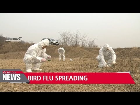Avian flu found