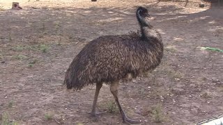 Angry six-foot emu attacks Texas WWII veteran