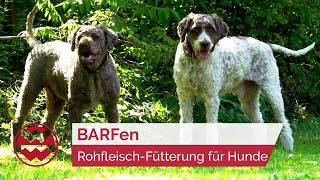 Barfen Die Vorteile Der Rohfleisch-Fütterung - Best Friends Welt Der Wunder