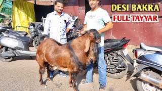 Desi Bakra Full Tayyar At Wasim Goat’s Bhopal