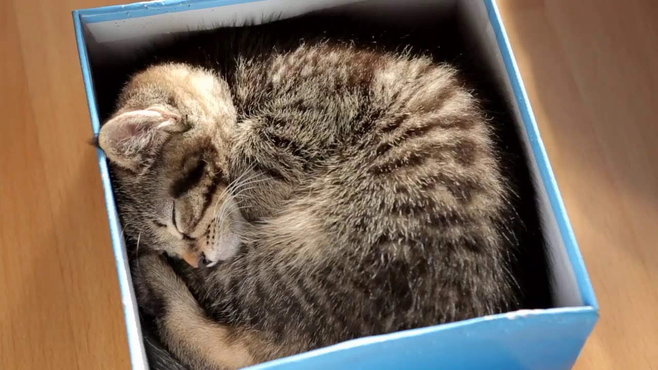 roaring kitty roaring kitty